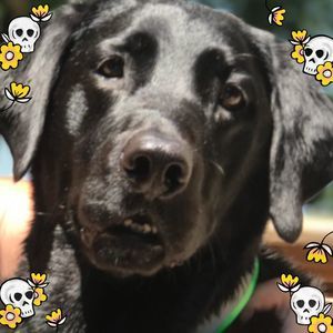 Meet your Posher, Nick